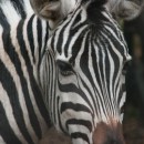zebra head source image